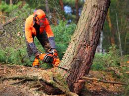 Best Organic Lawn Care Solutions  in Tecumseh, OK