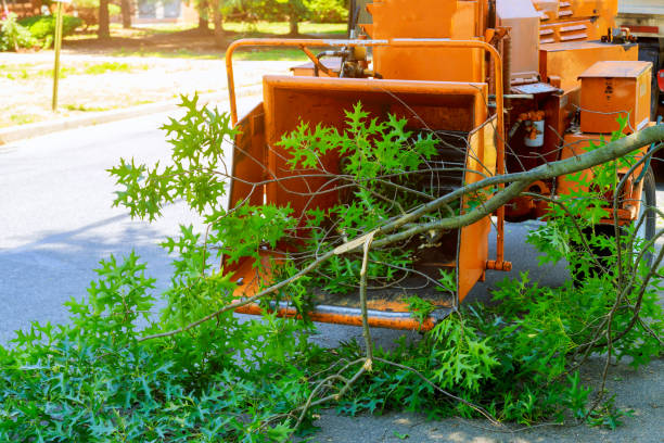 Best Grass Overseeding  in Tecumseh, OK