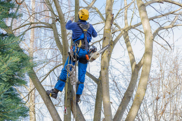 Leaf Removal in Tecumseh, OK