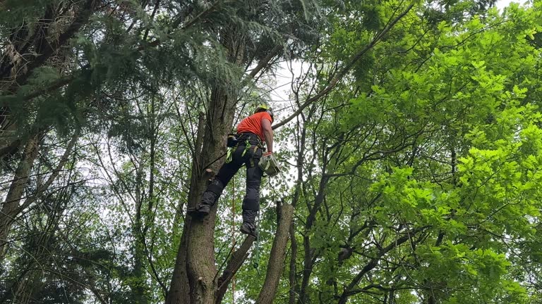 Best Mulching Services  in Tecumseh, OK