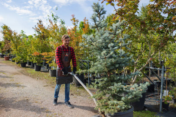 Best Root Management and Removal  in Tecumseh, OK