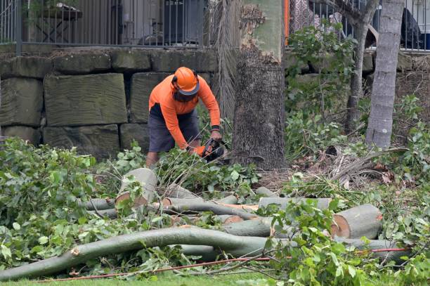Best Tree Cabling and Bracing  in Tecumseh, OK
