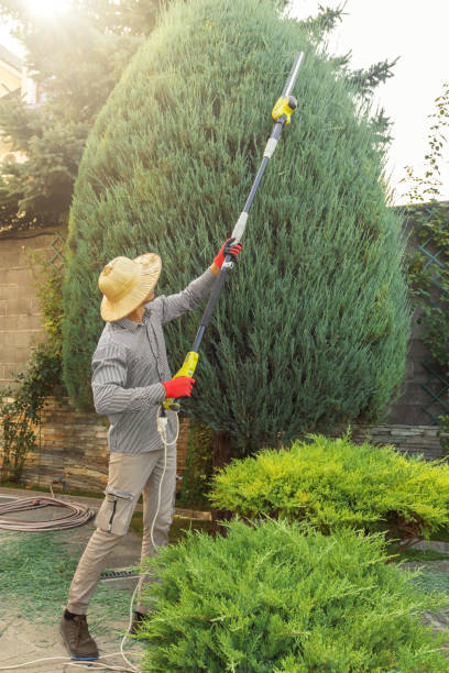 Trusted Tecumseh, OK Tree Services Experts